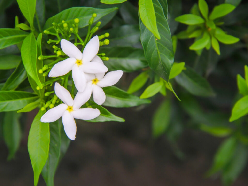 Jasmine - known for sweet smell, usually used to make purfumes. it's pleasant aroma helps you get a good night sleep and also great great for refreshing your room.