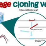 Which of the Following Is Not a Cloning Vector for Bacteria